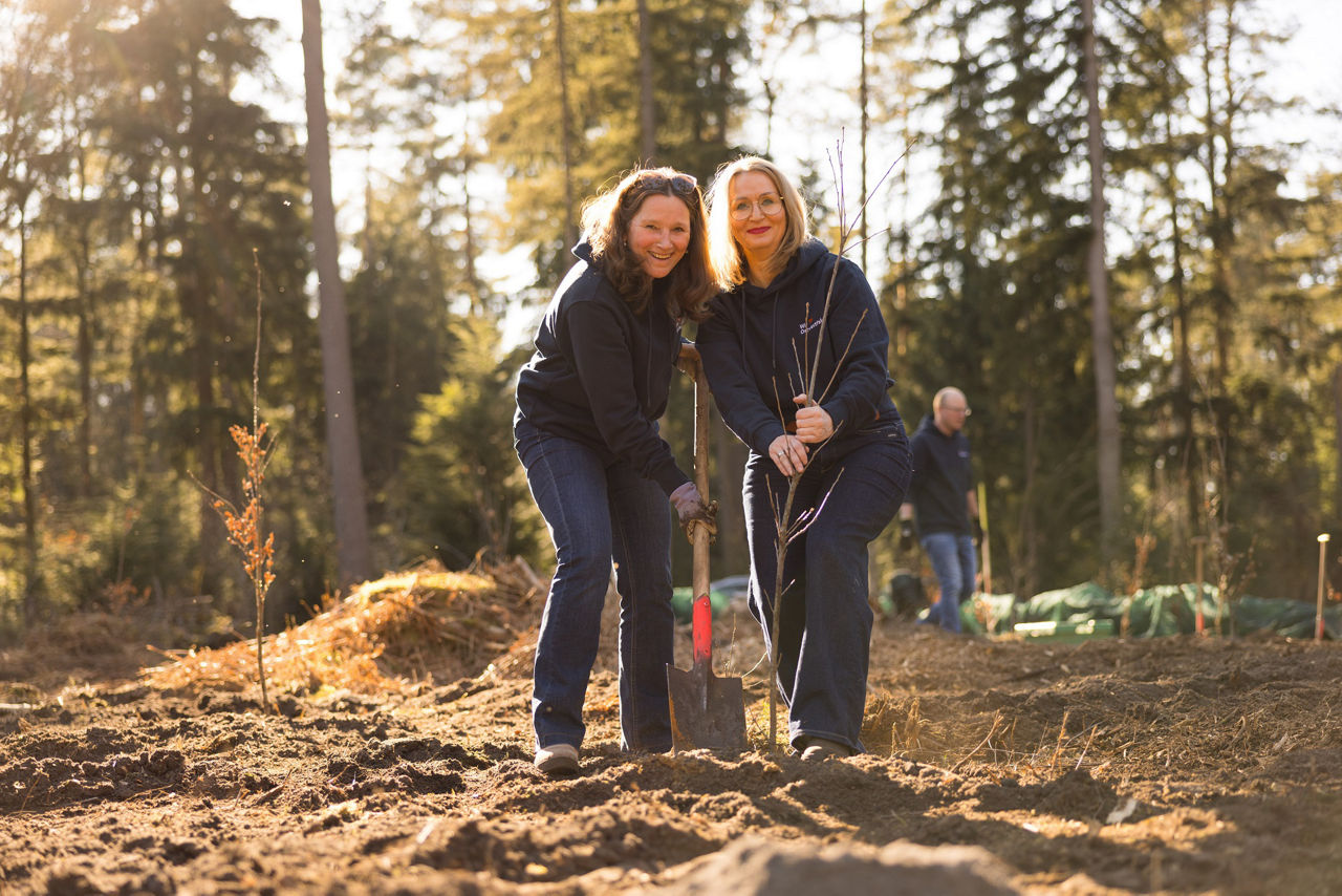 Zwei Mitarbeiterinnen pflanzen gemeinsam als Team einen Baum im Wald ein.