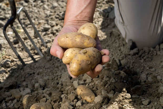Kartoffeln