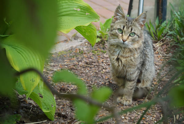 Hofkatze