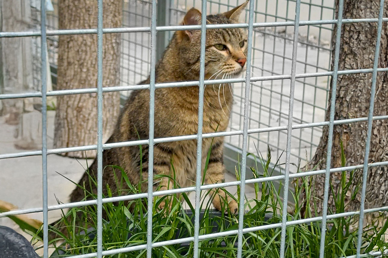 getigerte Katze sitzt im Tierheim hinter Gittern im Käfig; im Vordergrund ein Kübel mit Katzengras