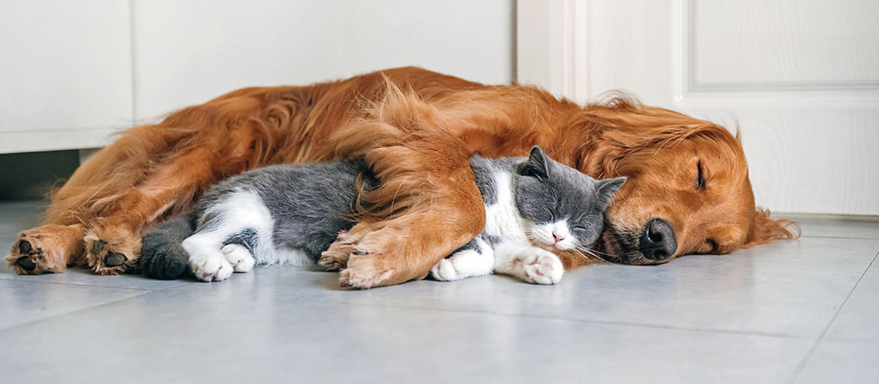 Ein Hund liegt mit einer Katze im Arm zusammen und beide schalfen entspannt