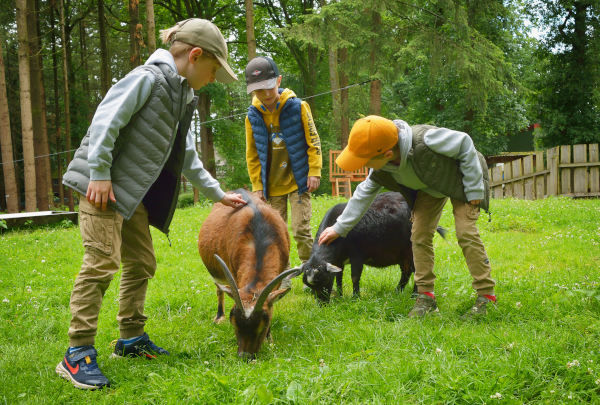Kinder spielen mit Ziegen