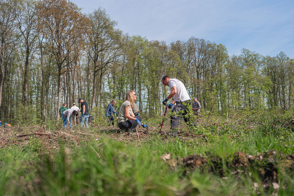 Baumpflanzungsgruppen-Initiative