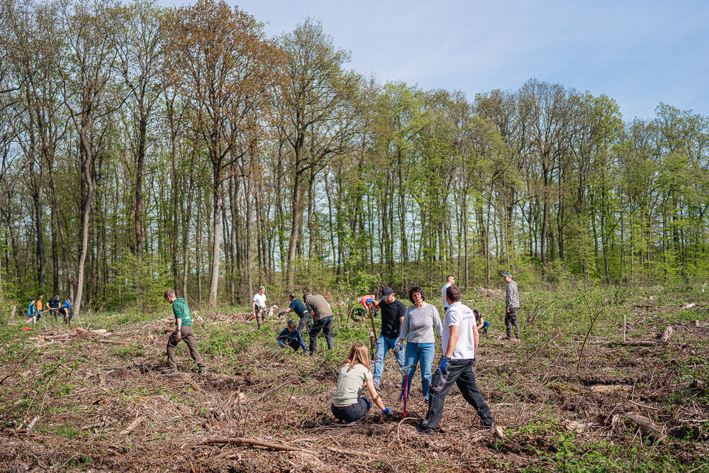 Baumpflanzungsgruppen-Initiative