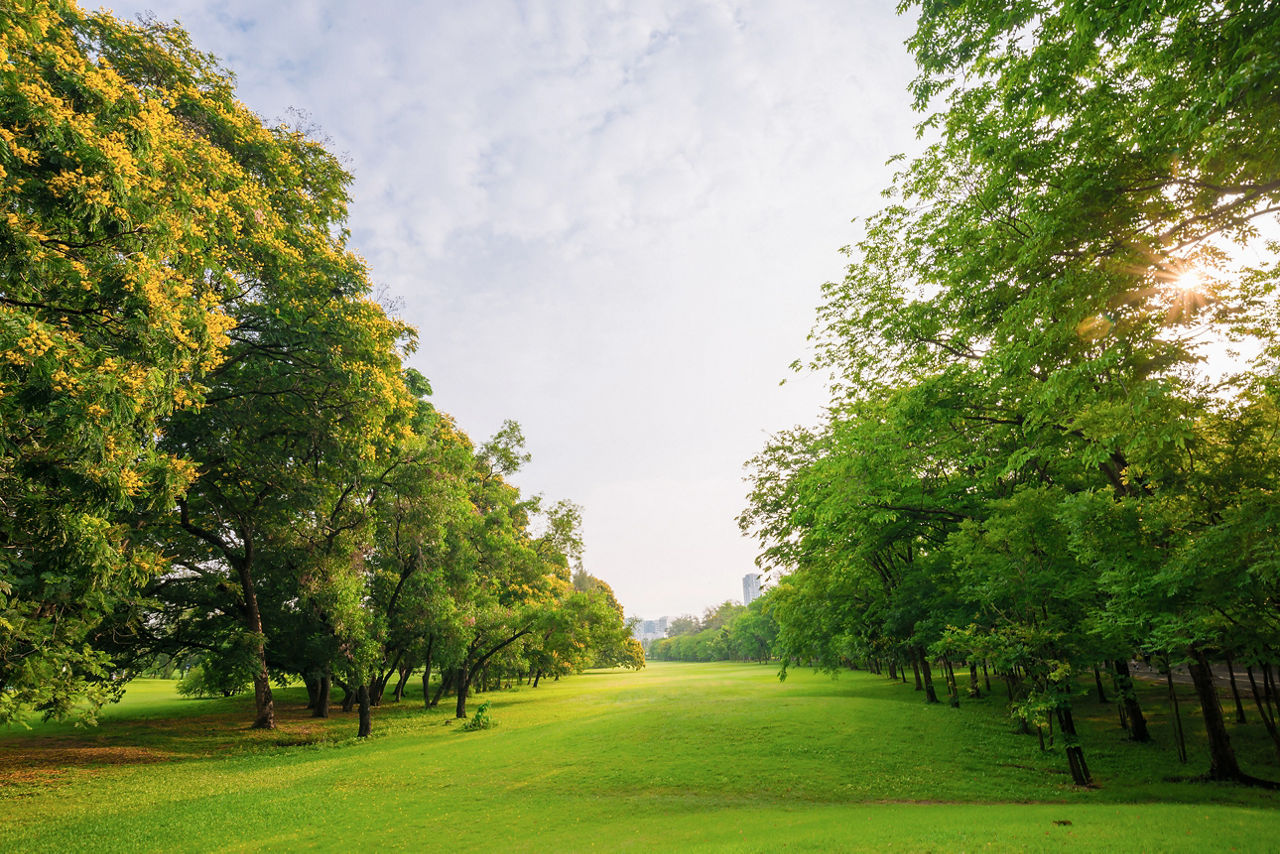 Landschafit mit Bäumen und grüner Rasenfläche