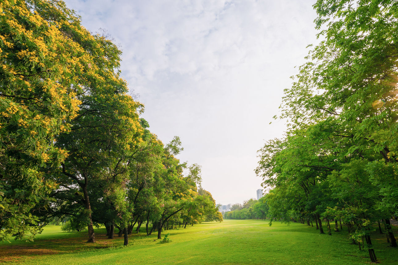 Landschafit mit Bäumen und grüner Rasenfläche