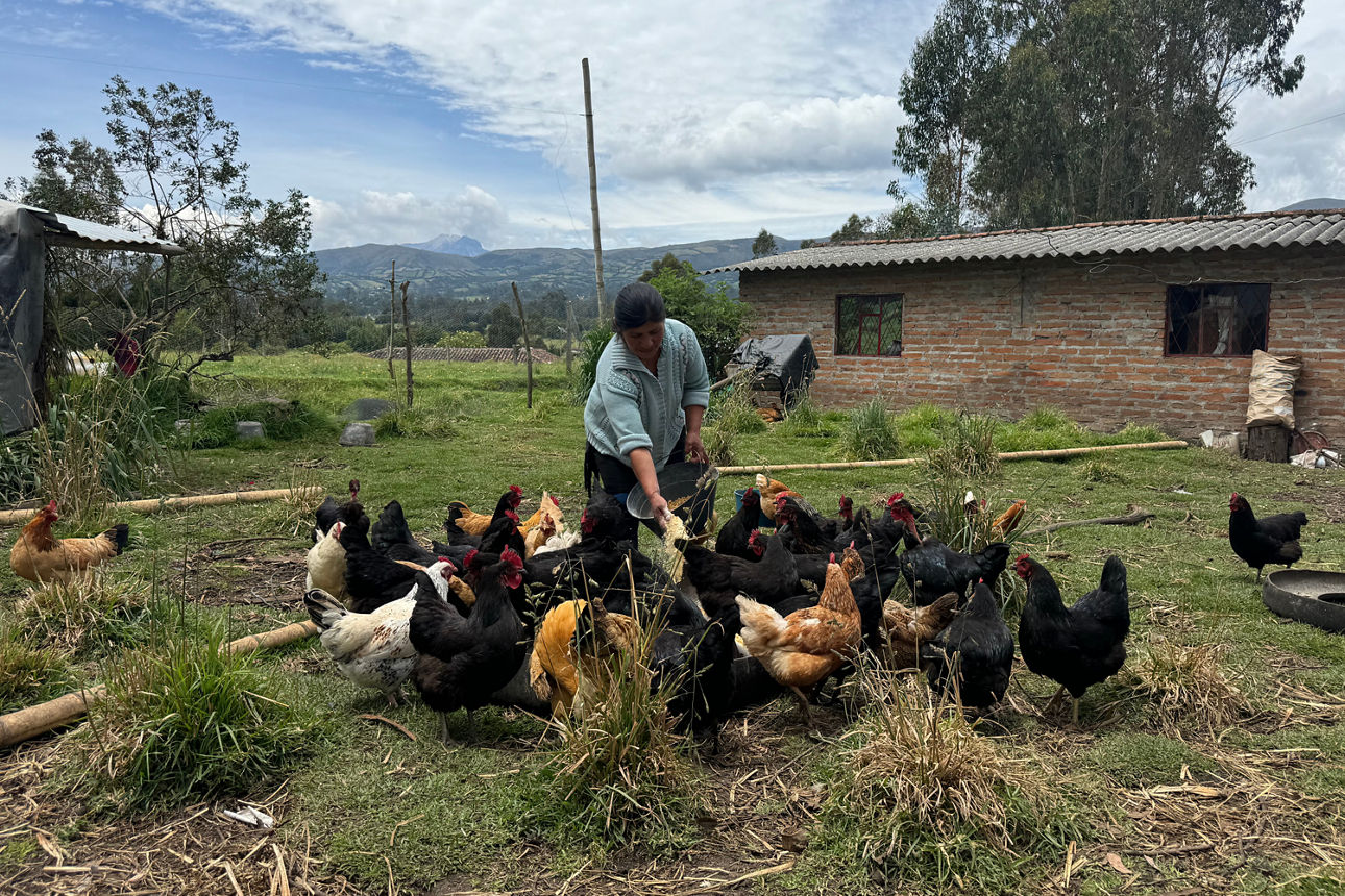 Person füttert eine Gruppe Hühner auf einem Bauernhof mit Backsteingebäude, grüner Landschaft und Bergen im Hintergrund