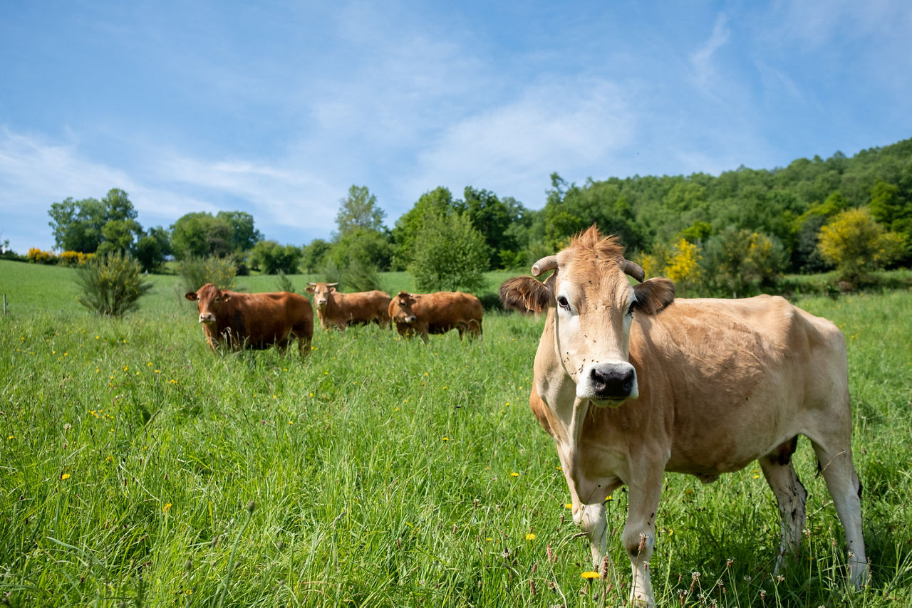 Kühe auf einer grünen Wiese unter blauem Himmel