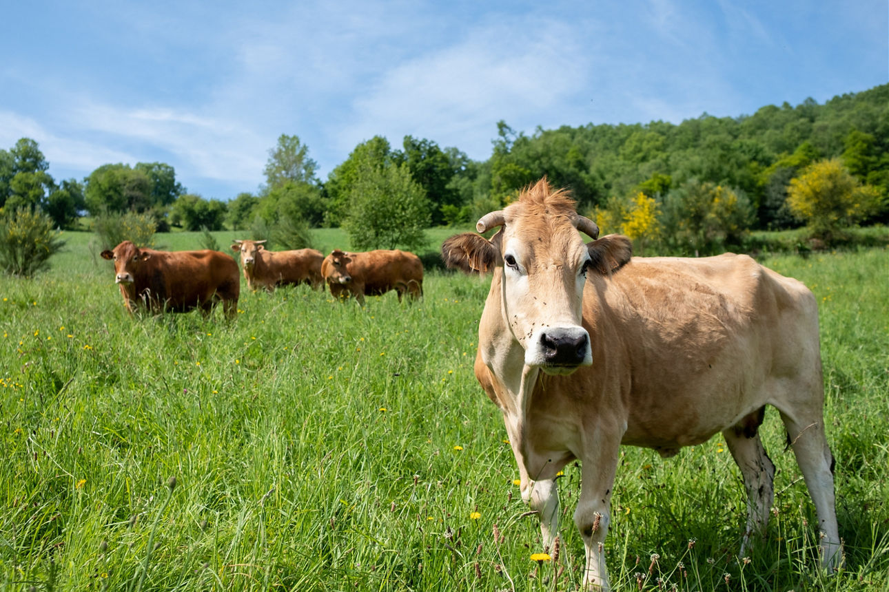 Kühe auf einer grünen Wiese unter blauem Himmel