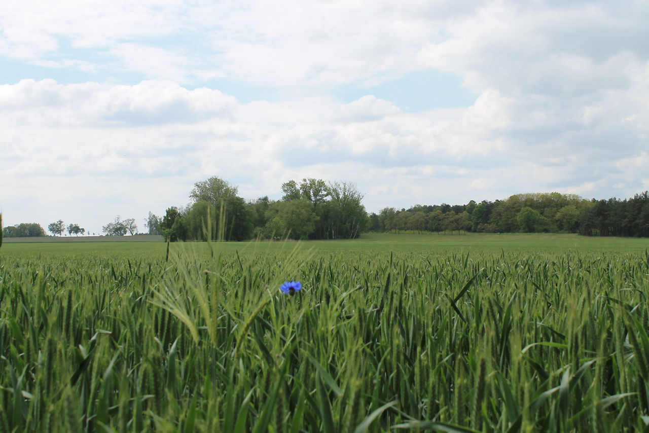 Eine grüne Wiese und viele Bäume