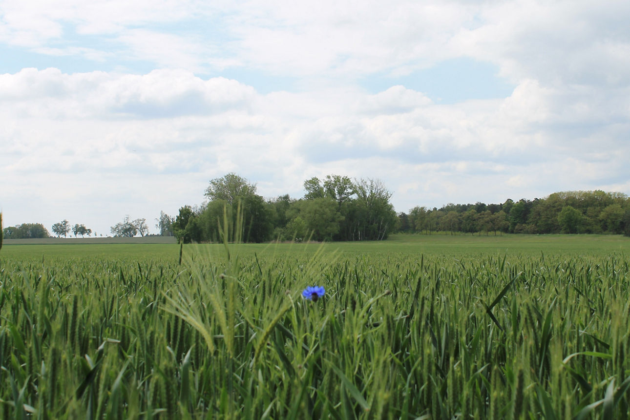 Eine grüne Wiese und viele Bäume