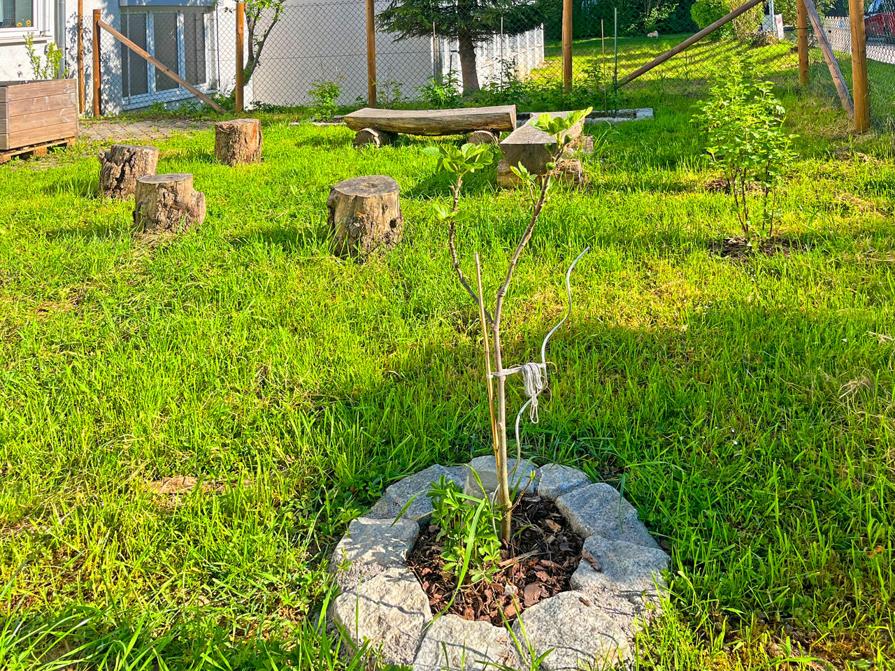 neuer Baum im Schulgarten