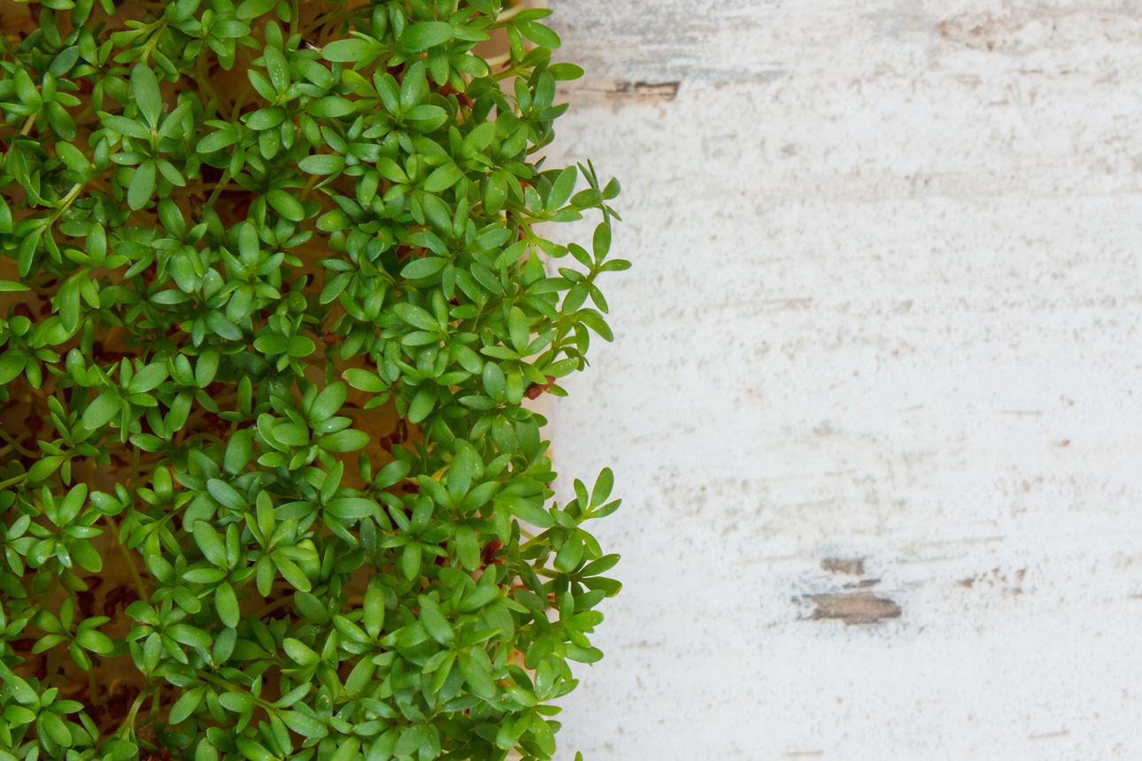 Kresse auf einem grauen Hintergund.
