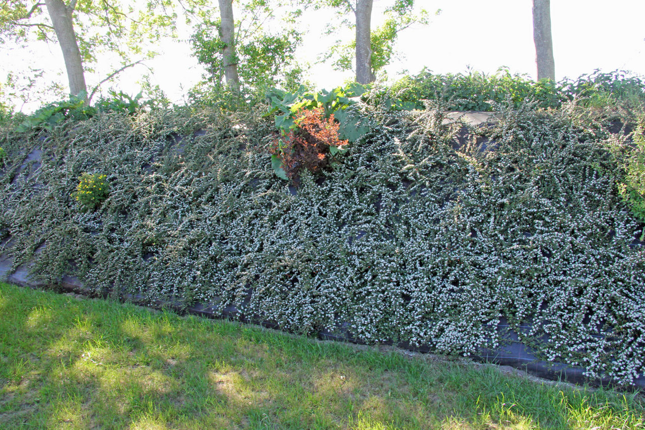 Lärmschutzwall Timmel