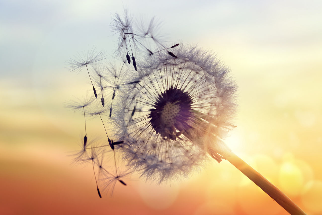 Dandelion silhouette against sunset with seeds blowing in the wind