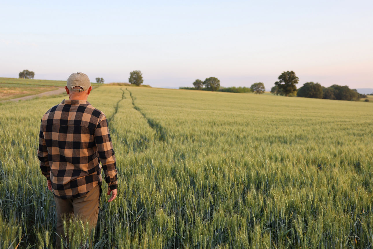Mann spaziert über ein Feld