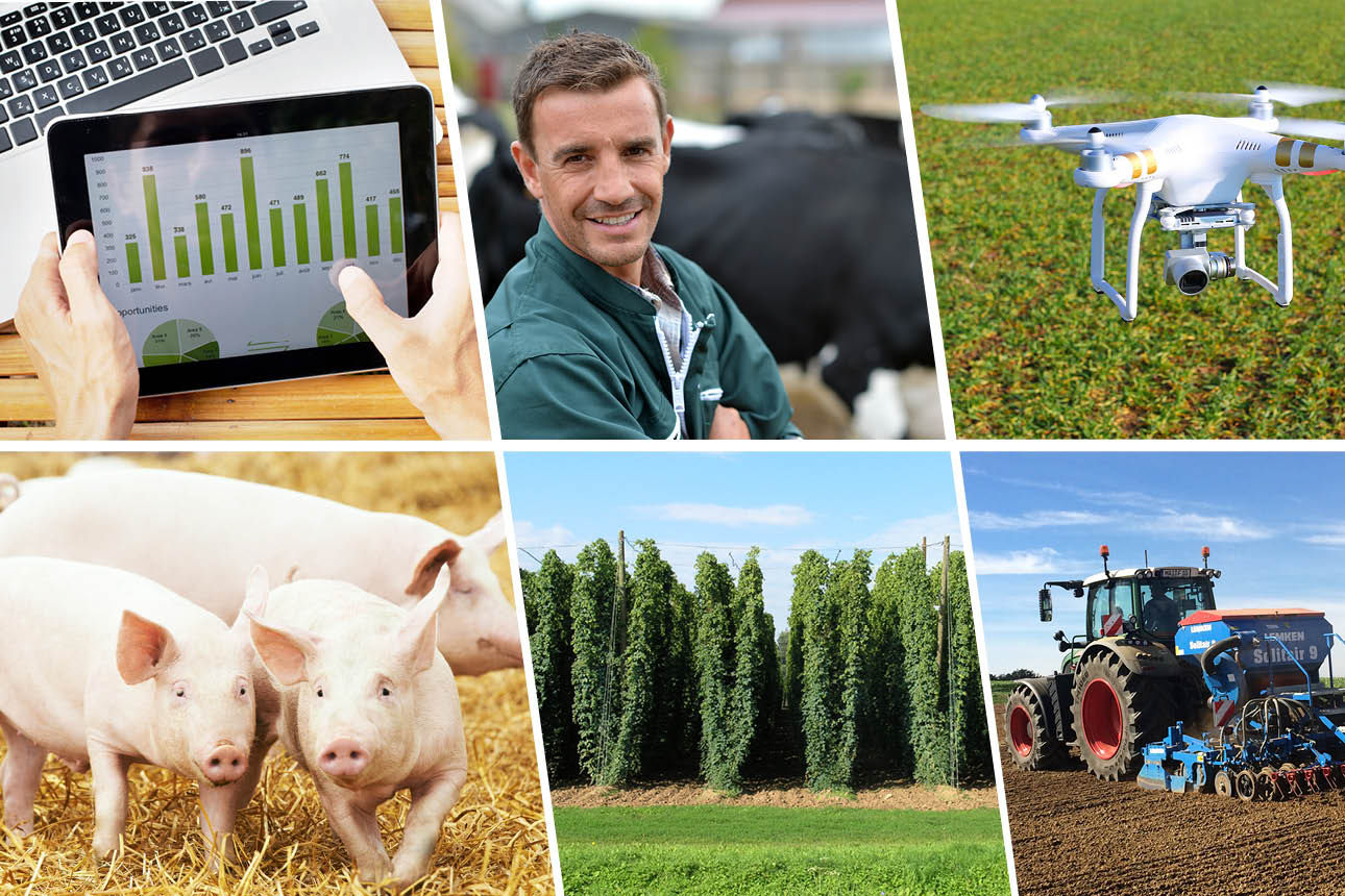 Bildcollage Hopfen, Traktor mit Sämaschine, Schweinen auf Stroh, Drohne...