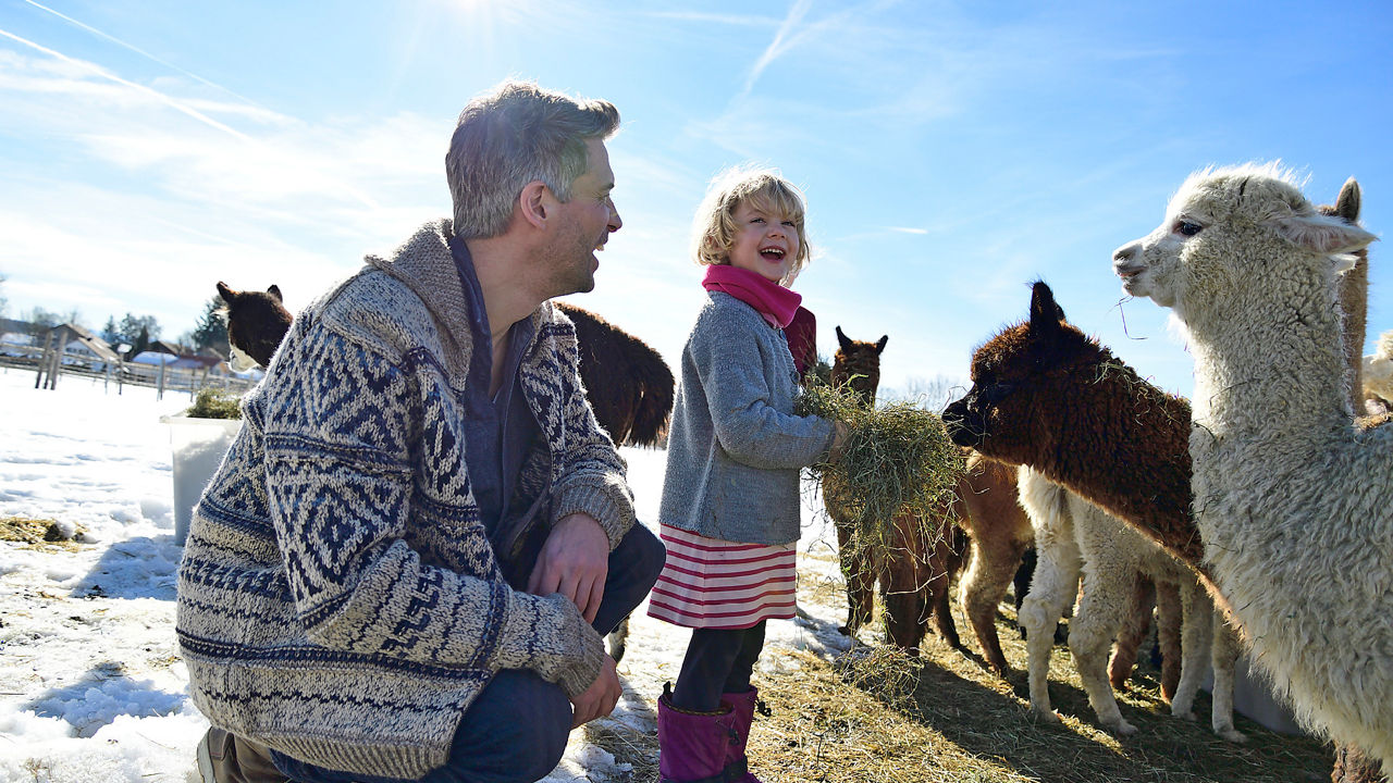 Ein Mann und ein Kind füttern Alpakas im Schnee