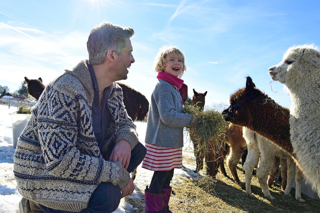 Ein Mann und ein Kind füttern Alpakas im Schnee