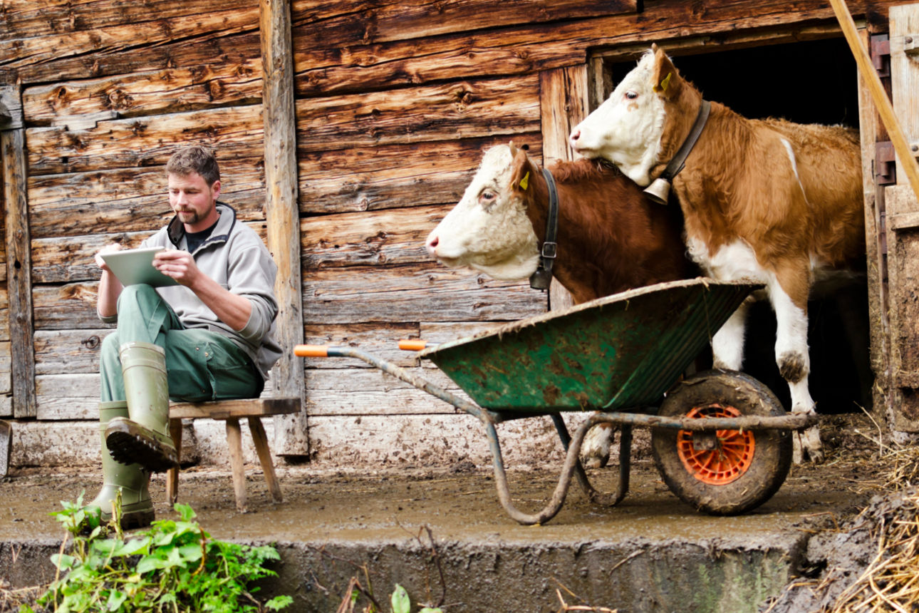 Ein Landwirt sitzt auf einer Bank vor dem Stall, zwei Kühe schauen raus 