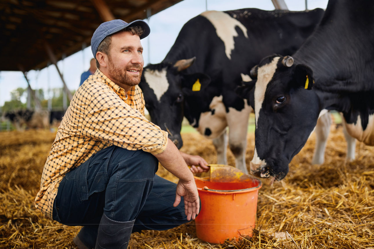 Ein Landwirt der vor seinen Kühen kniet und diese füttert