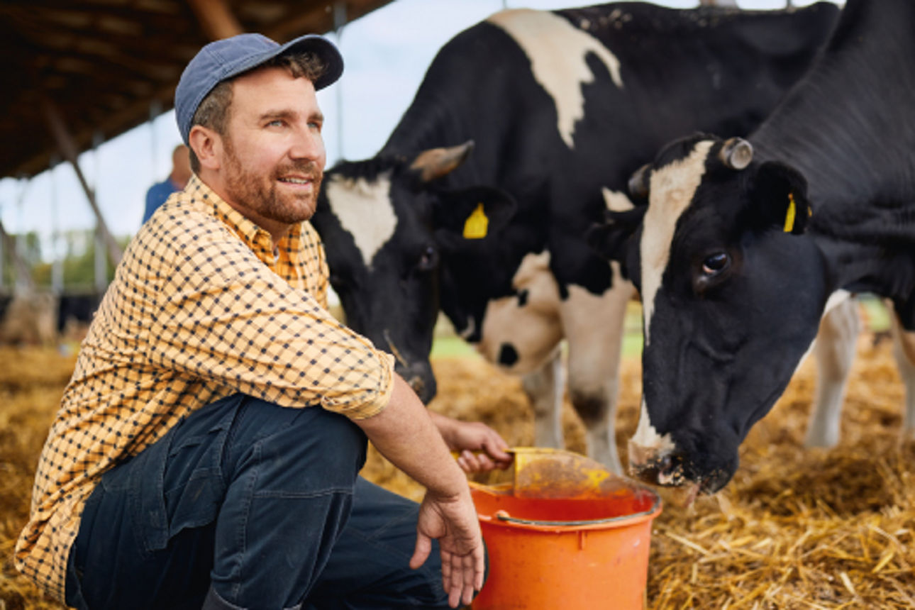 Ein Landwirt der vor seinen Kühen kniet und diese füttert