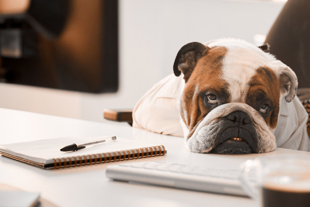 Ein Hund legt seinen Kopf auf einem Tisch auf dem ein notitzblock liegt ab