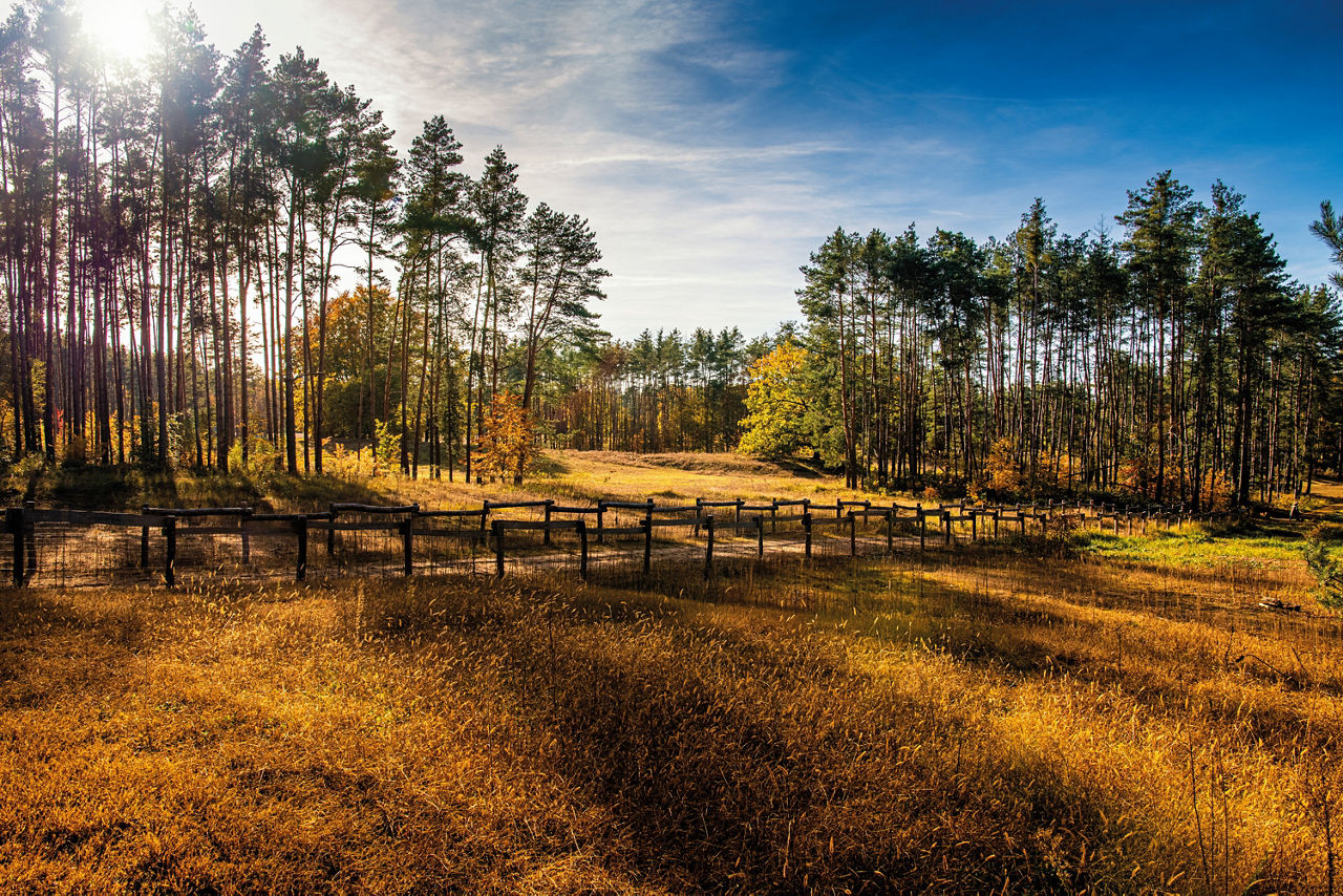 Rheinauenlandschaft