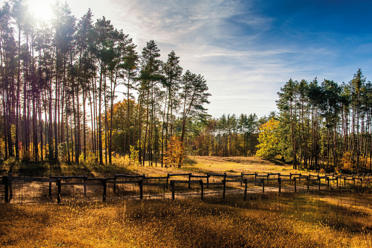 Rheinauen Landschaft
