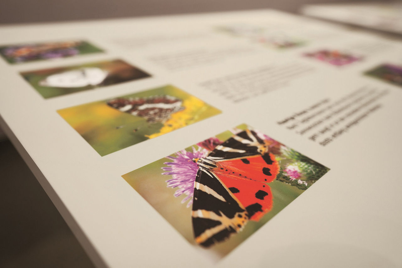 Volksbank-Lobby Ausstellung Wir sind nicht Allein – Insekten in der Stadt