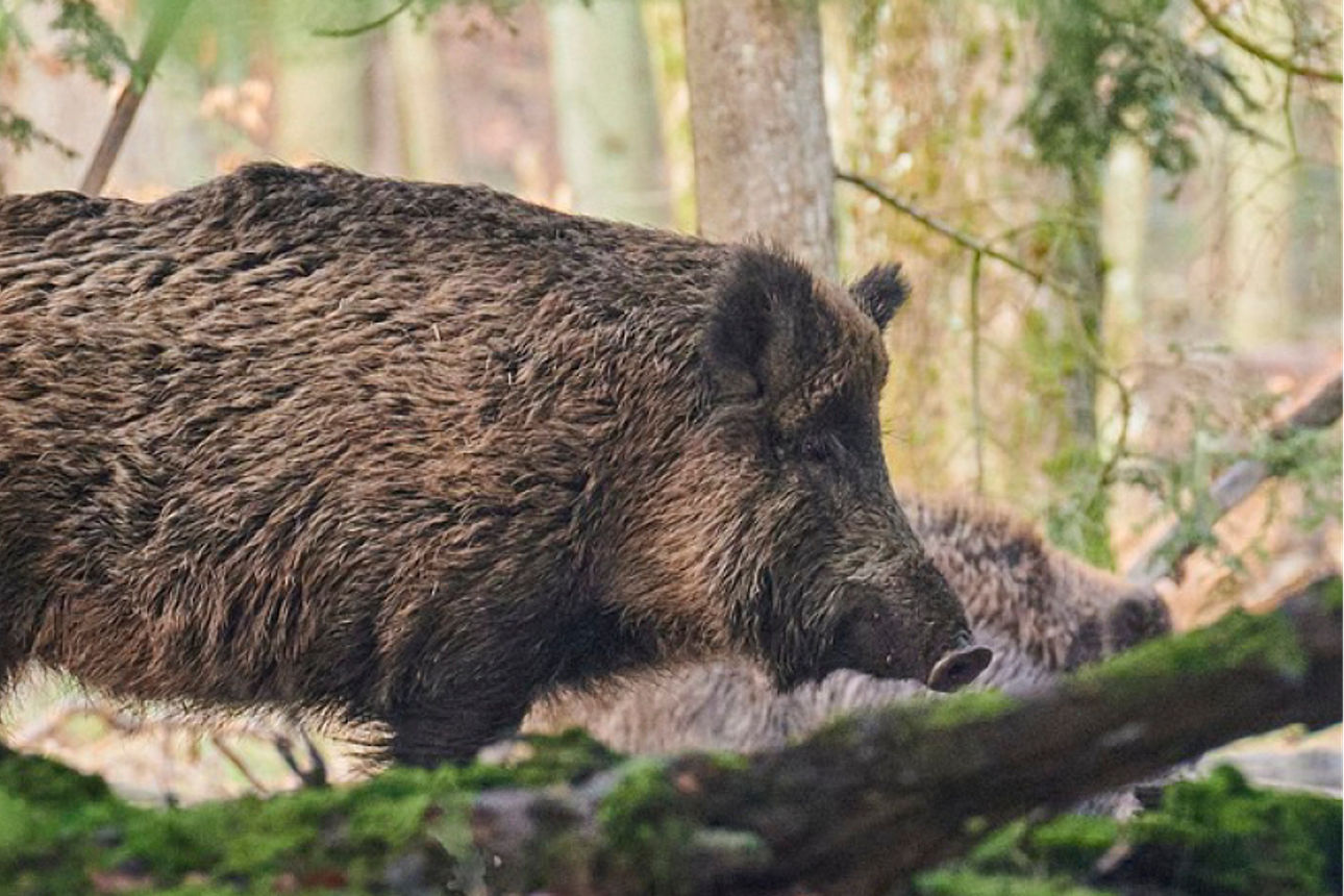 Wildschwein läuft durch den Wald