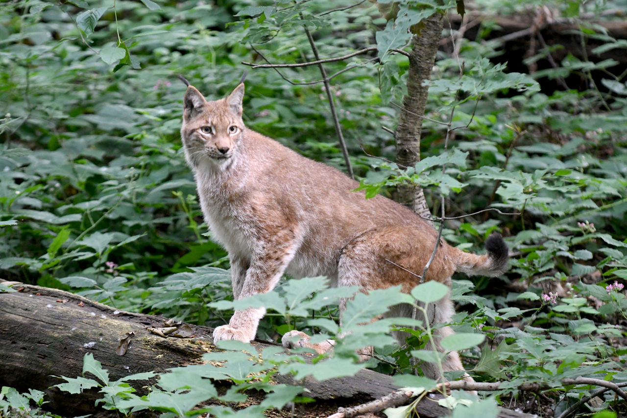 Luchs Katze Freija in der Natur im Wildpark Gangelt