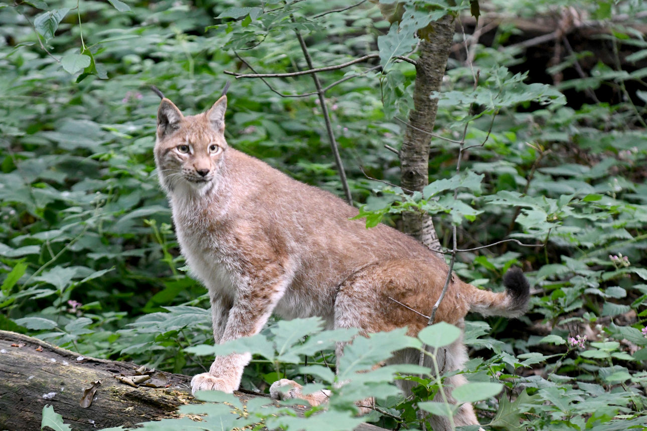 Luchs Katze Freija in der Natur im Wildpark Gangelt