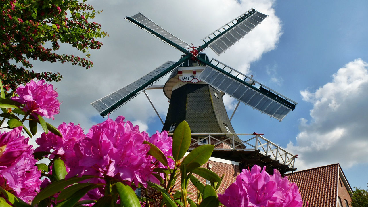 Mühle Idafehn hinter Rhododendronhecke