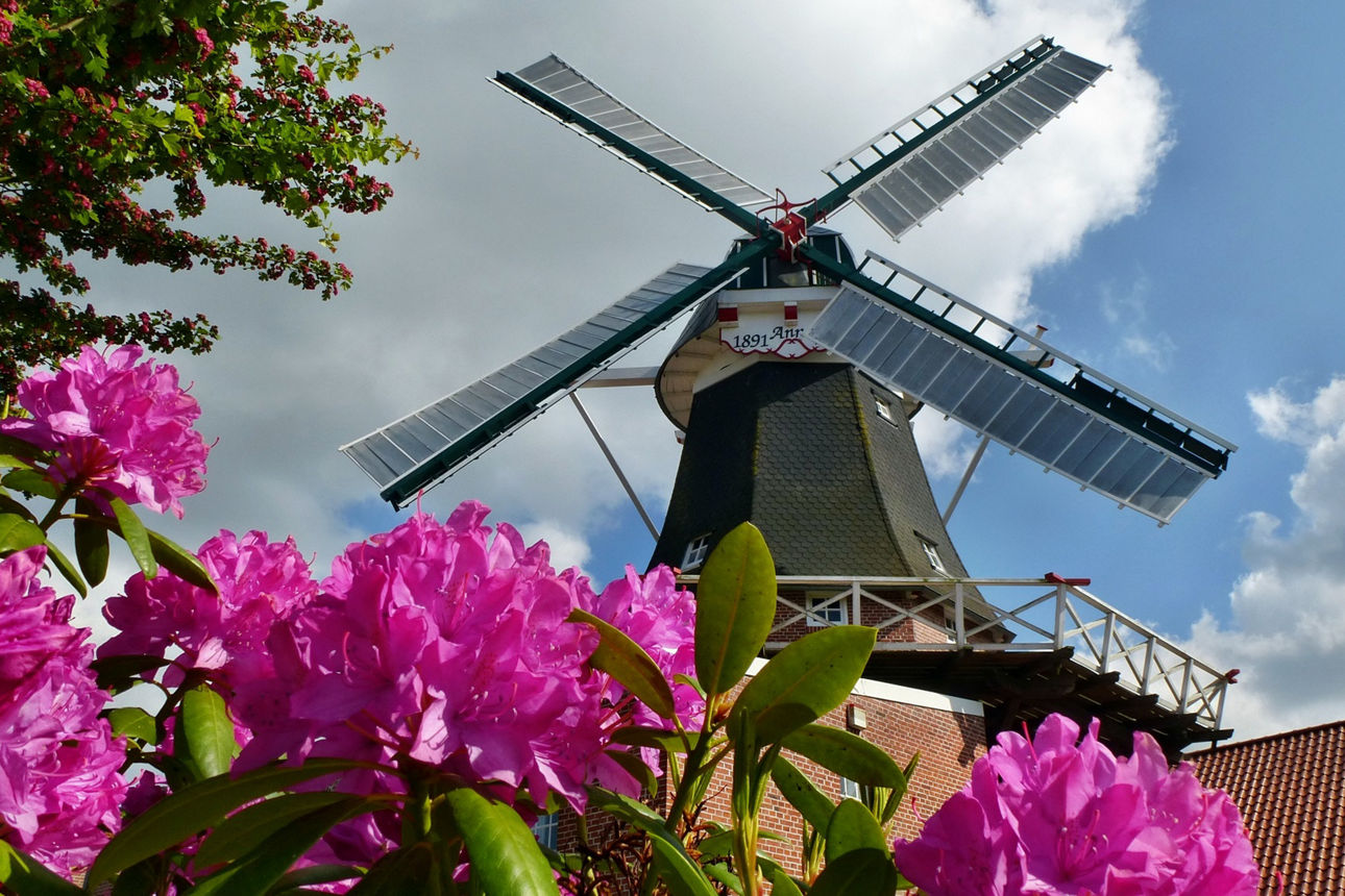 Mühle Idafehn hinter Rhododendronhecke