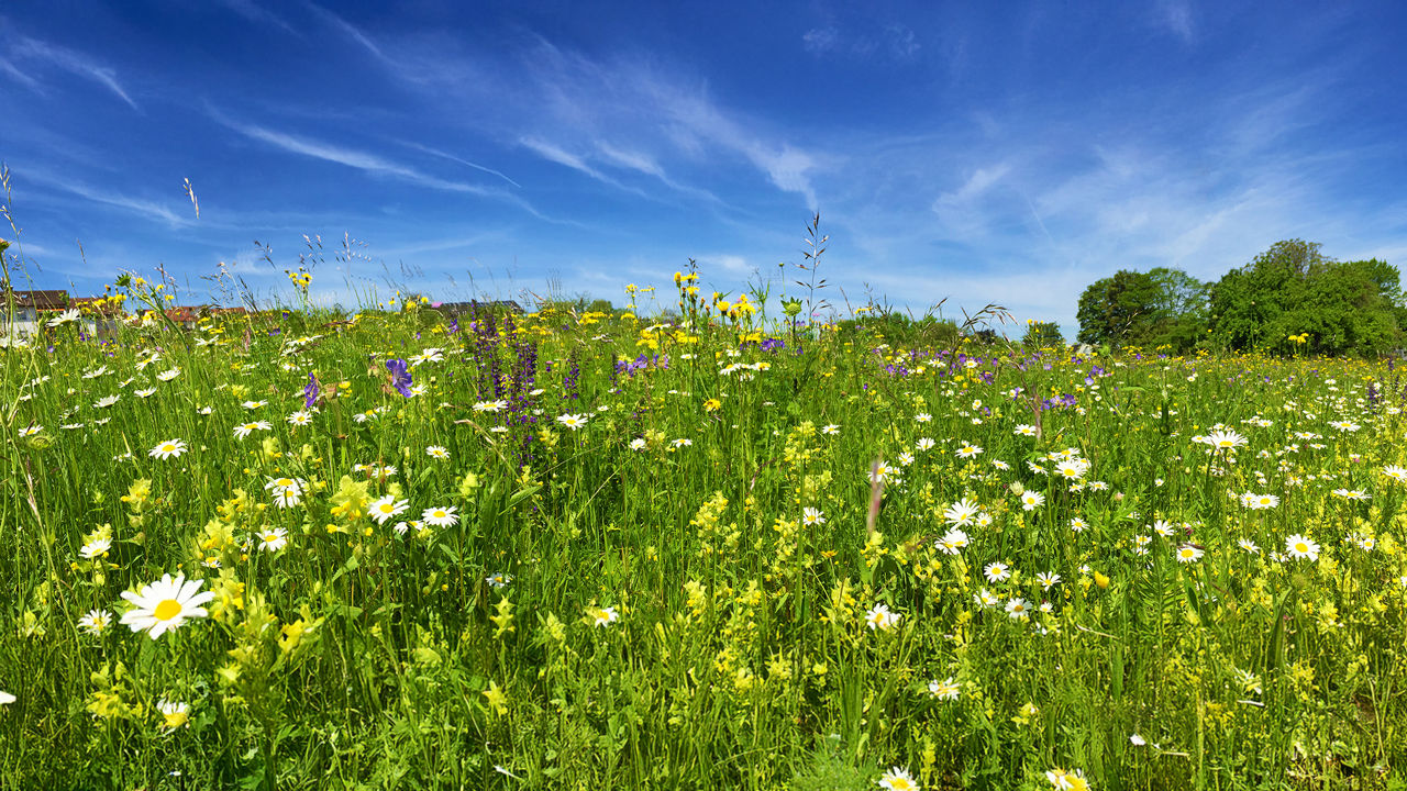 Eine Wiese voller Blumen
