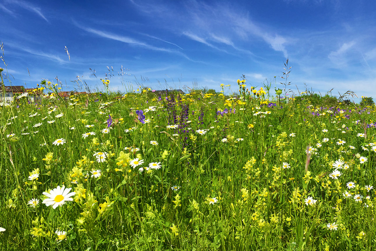 Eine Wiese voller Blumen