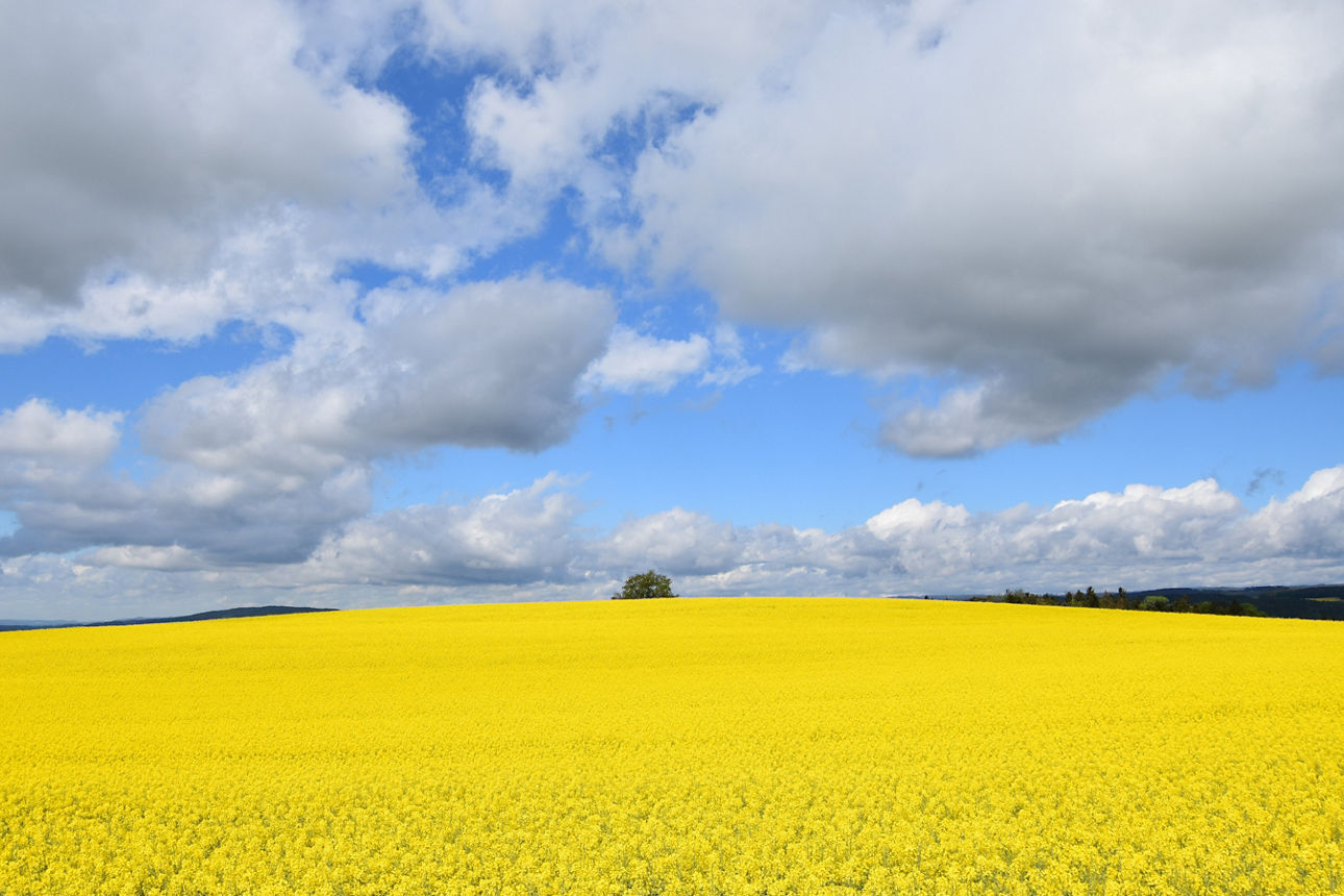Blühendes Rapsfeld