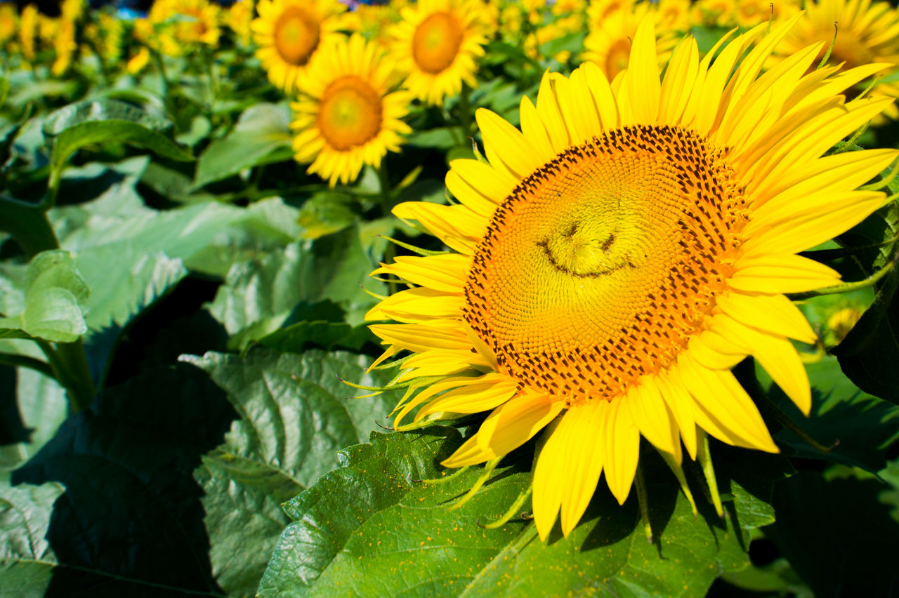 Mai Titelbild mit grinsenden Sonnenblumen