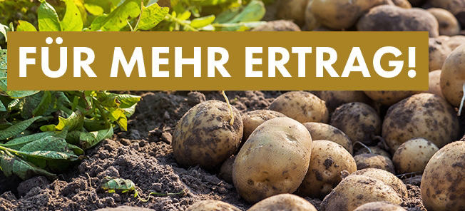 Feld mit Kartoffeln und einem Text: Für mehr Ertrag!
