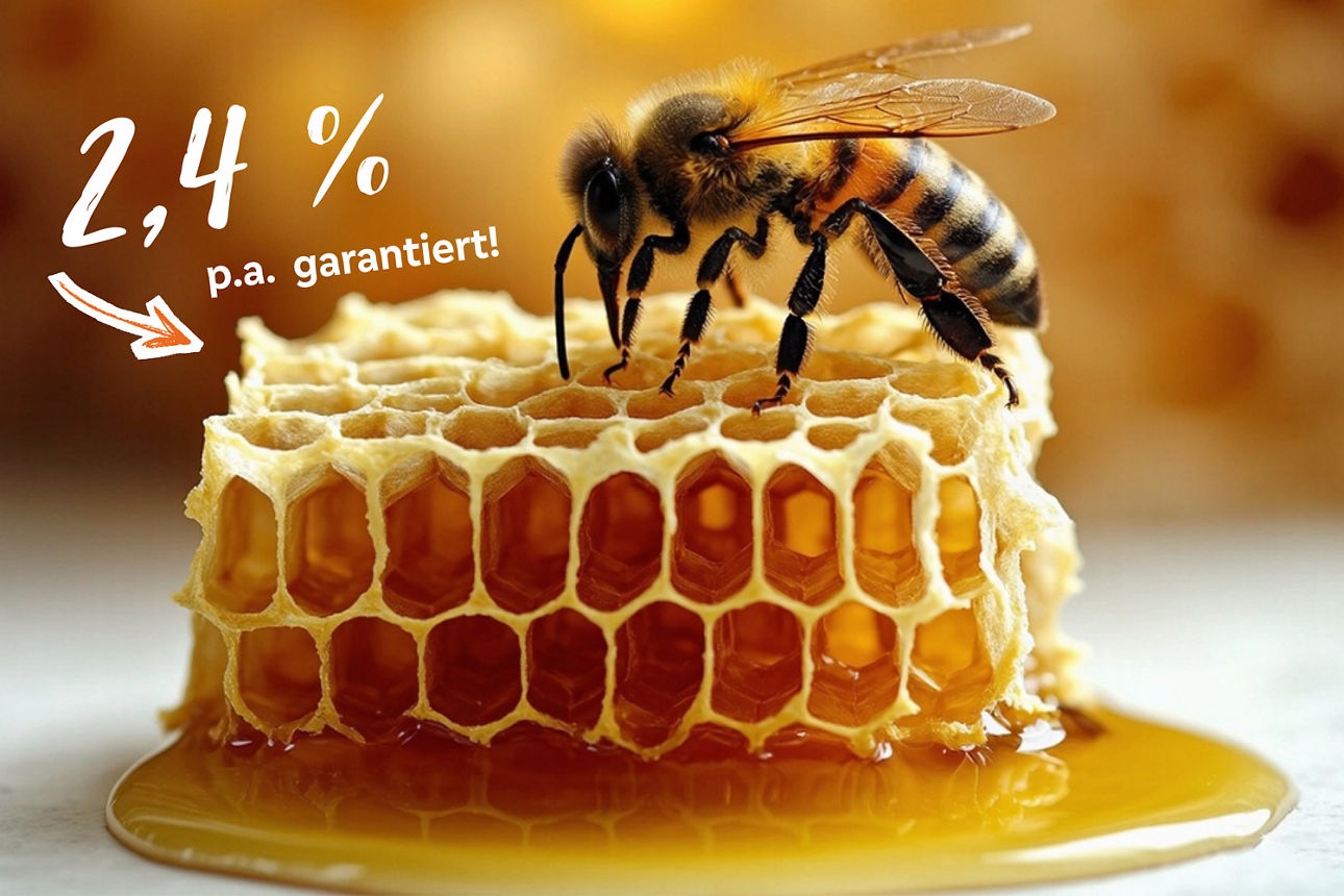 Biene sitzt auf Bienenwabe