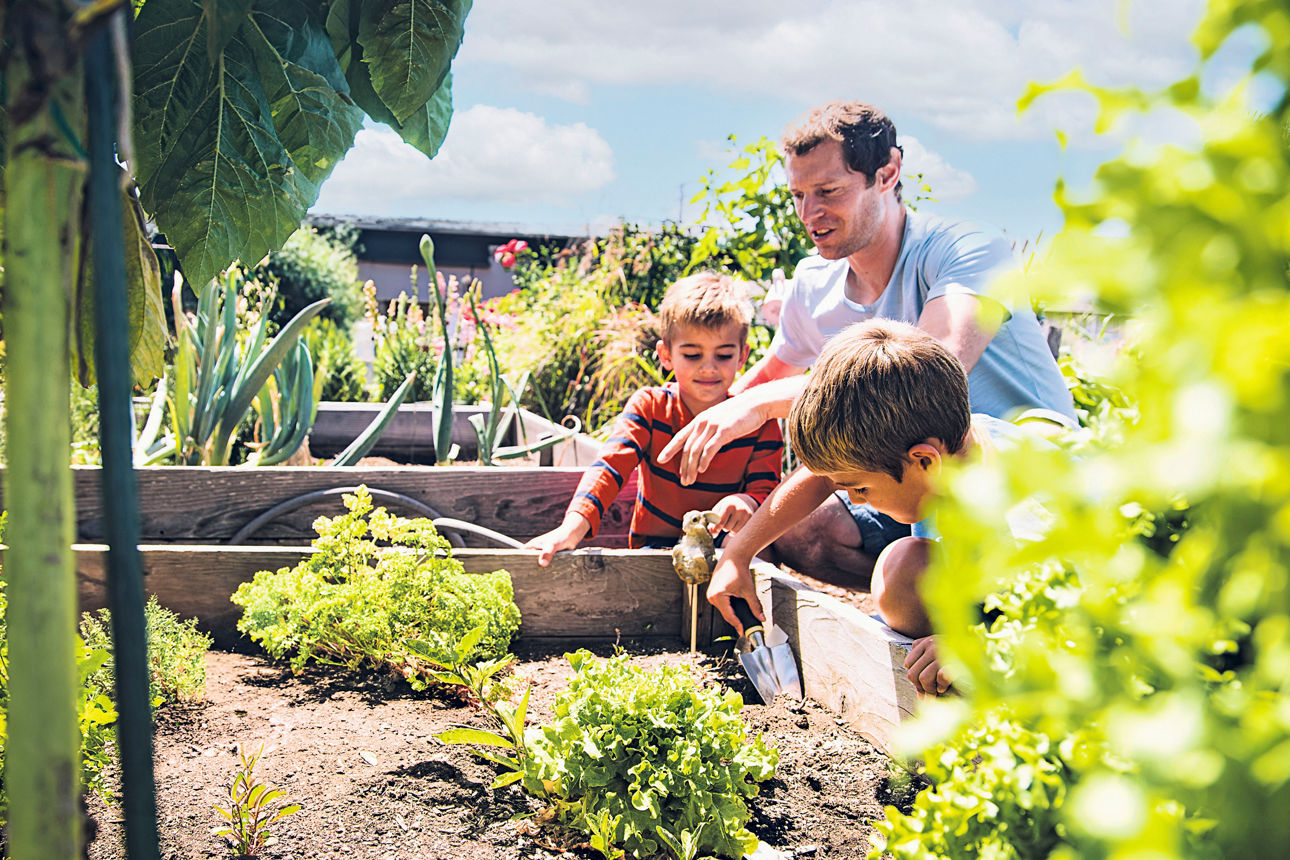 Der Vater und seine zwei Söhne pflanzen zusammen Salat ins Beet 