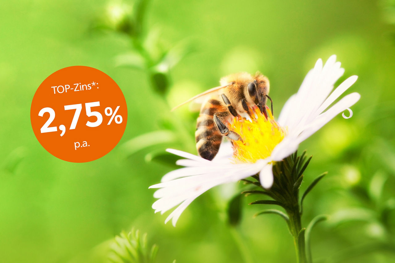 Biene sitzt auf einer Blume, daneben ein orangefarbener Störer mit dem TOP-Zins 2,75 % p.a.