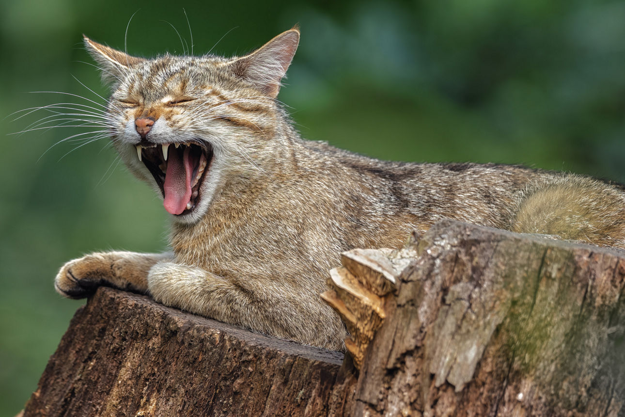 Fauchende Wildkatze liegt auf einem Baumstamm