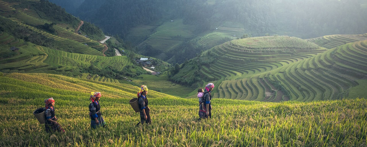 Frauen aus Bali wandern durch Reisterrassen