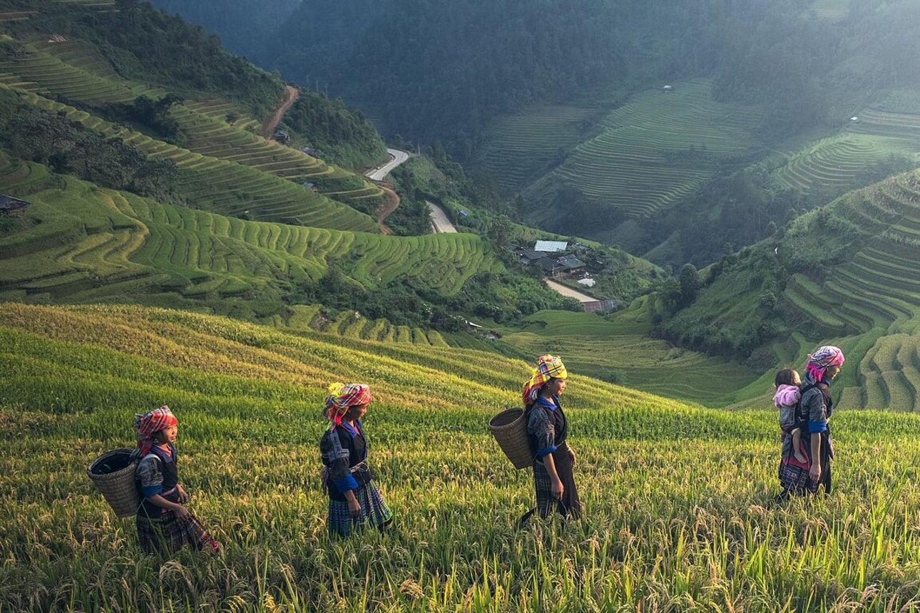 Frauen aus Bali wandern durch Reisterrassen