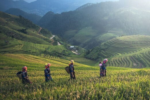 Frauen aus Bali wandern durch Reisterrassen