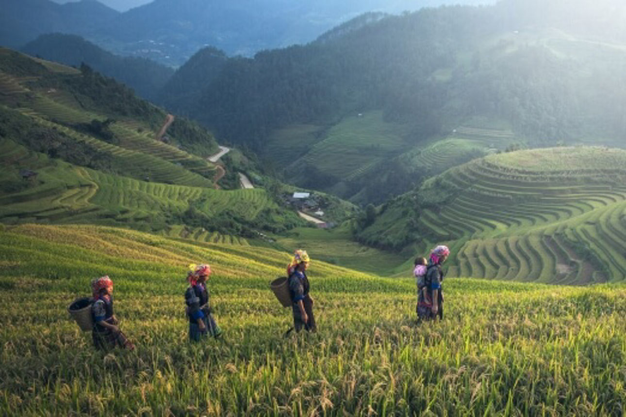 Frauen aus Bali wandern durch Reisterrassen