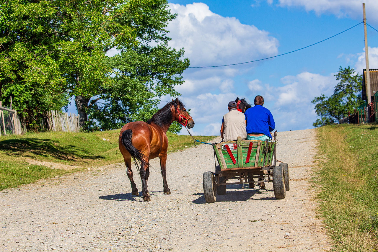Pferd mit Karren und Menschen darauf in Rumänien