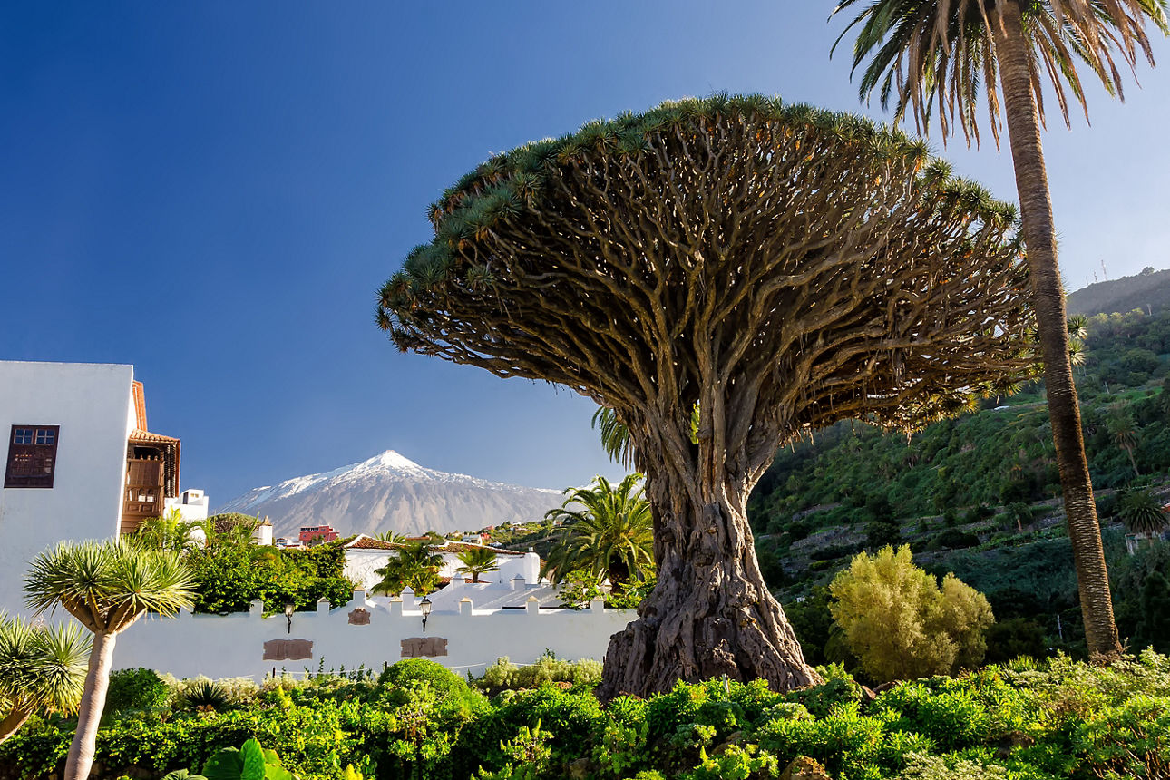 Drachenbaum auf Teneriffa